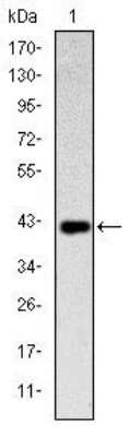 Western Blot: CD94 Antibody (1H1)BSA Free [NBP2-37632]