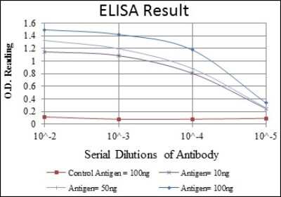 ELISA: CD94 Antibody (3G2) - BSA Free [NBP2-37631]