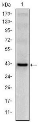 Western Blot: CD94 Antibody (3G2)BSA Free [NBP2-37631]