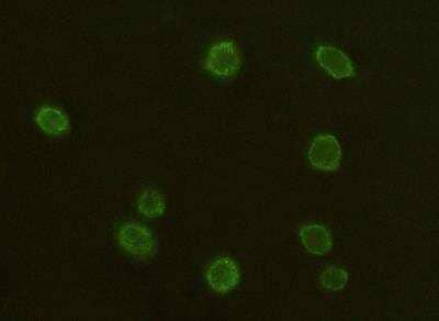 Immunocytochemistry/ Immunofluorescence: CD97 Antibody (024) [NBP2-89876]