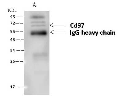 Immunoprecipitation: CD97 Antibody [NBP2-99507]