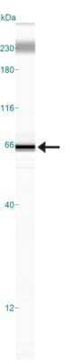 Simple Western: CD97 Antibody [NBP2-24552]