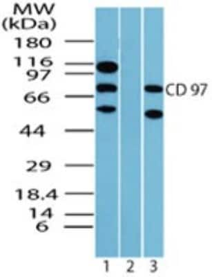 Western Blot: CD97 Antibody [NBP2-24552]