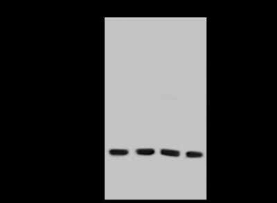 Western Blot: CD97 Antibody [NBP2-99507]