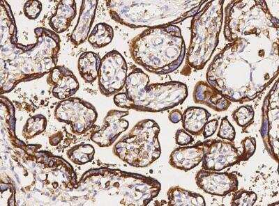 Immunohistochemistry-Paraffin: CD98 Antibody (071) [NBP2-90076]