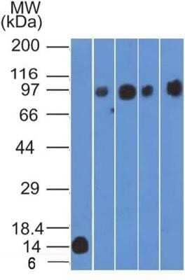 Western Blot: CD98 Antibody (1C11.7E3)Azide and BSA Free [NBP2-80662]