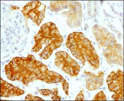 Immunohistochemistry-Paraffin: CD98 Antibody (1C11.7E3) - BSA Free [NBP2-36491]