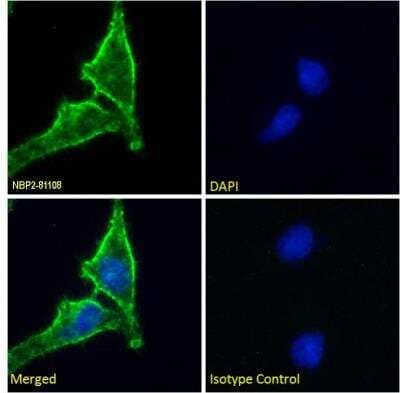 Immunocytochemistry/ Immunofluorescence: CD98 Antibody (HBJ127) - Azide and BSA Free [NBP2-81108]