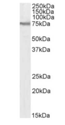 Western Blot: CD98 Antibody (RL388)ChimericAzide and BSA Free [NBP3-12036]