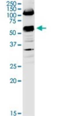 Western Blot: CD98 Antibody [H00006520-D01P]