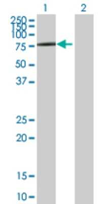 Western Blot: CD98 Antibody [H00006520-D01P]