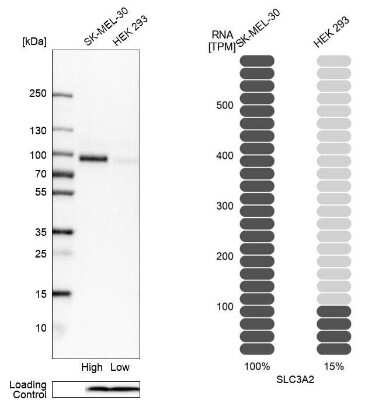 Western Blot: CD98 Antibody [NBP2-47515]