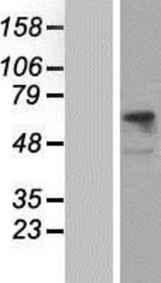 Western Blot: CD98 Overexpression Lysate [NBP2-11237]