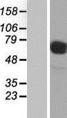 Western Blot: CD98 Overexpression Lysate [NBP2-11327]