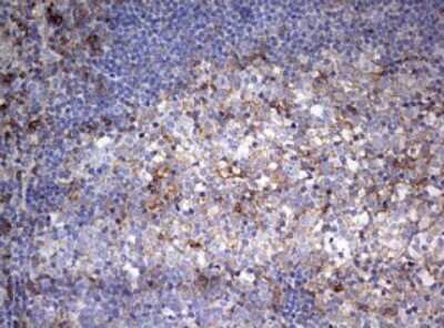 Immunohistochemistry-Paraffin: CD99 Antibody (OTI1D5) [NBP2-46181]