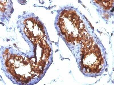 Immunohistochemistry-Paraffin: CD99 Antibody (MIC2/877) - Azide and BSA Free [NBP2-47895]