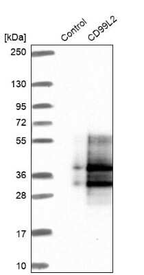 Western Blot: CD99-L2 Antibody [NBP1-85737]