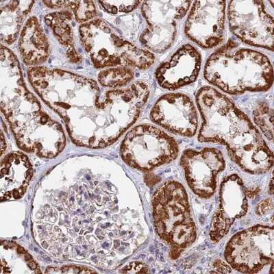 Immunohistochemistry-Paraffin: CDC16 Antibody [NBP1-89094]