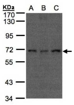 Western Blot: CDC16 Antibody [NBP1-32182]