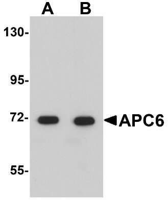 Western Blot: CDC16 AntibodyBSA Free [NBP1-77155]