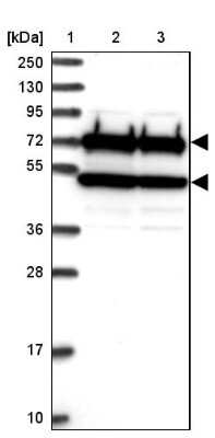 Western Blot: CDC16 Antibody [NBP1-89094]