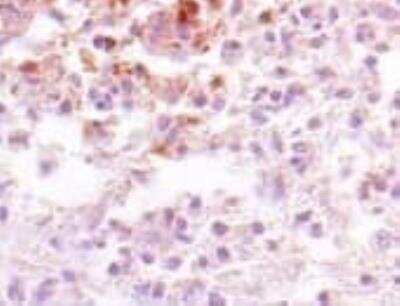 Immunohistochemistry-Paraffin: CDC2/CDK1 Antibody (2G9) - BSA Free [NBP2-37626]