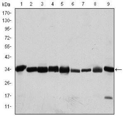 Western Blot: CDC2/CDK1 Antibody (2G9)BSA Free [NBP2-37626]