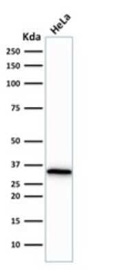 Western Blot: CDC2/CDK1 Antibody (CDK1/873) [NBP2-44915]