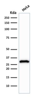 Western Blot: CDC2/CDK1 Antibody (POH-1; same as cdc2.1) [NBP2-34331]