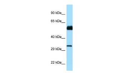 Western Blot: CDC20B Antibody [NBP2-87165]