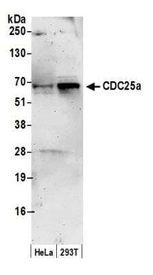 Western Blot: CDC25A Antibody [NB100-213]
