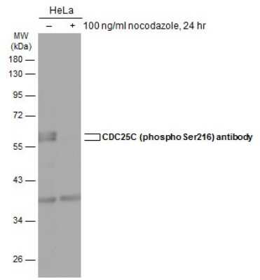 Western Blot: CDC25C [p Ser216] Antibody [NBP3-12879]