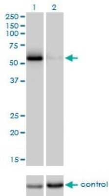 Western Blot: CDC25C Antibody (3B11) [H00000995-M01]