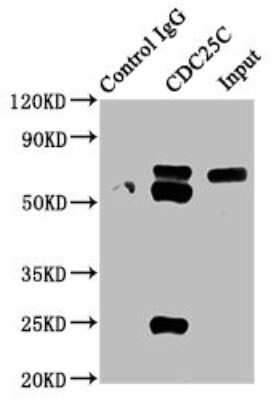 Immunoprecipitation: CDC25C Antibody (3E6) [NBP3-15178]
