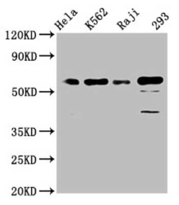 Western Blot: CDC25C Antibody (3E6) [NBP3-15178]