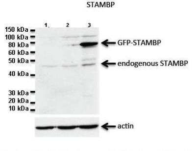 Western Blot: CDC26 Antibody [NBP2-84638]