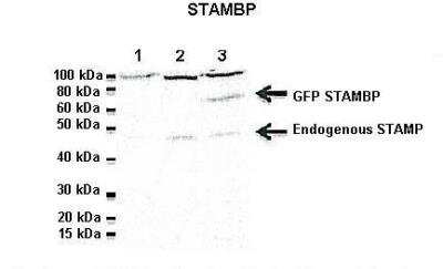 Western Blot: CDC26 Antibody [NBP2-84639]