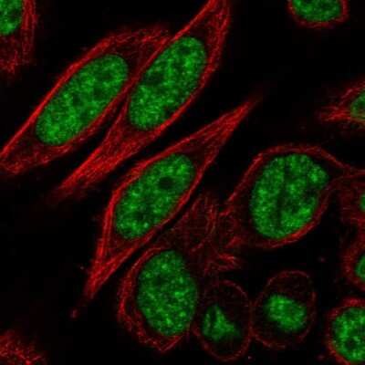 Immunocytochemistry/ Immunofluorescence: CDC2L2 Antibody [NBP2-57971]