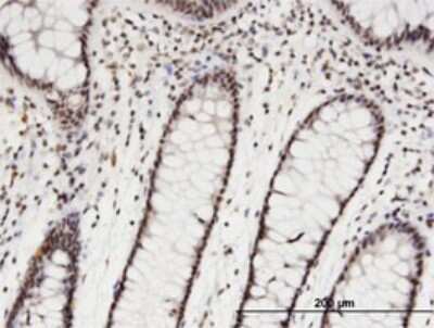 Immunohistochemistry-Paraffin: CDC2L6 Antibody (2F11) [H00023097-M02]