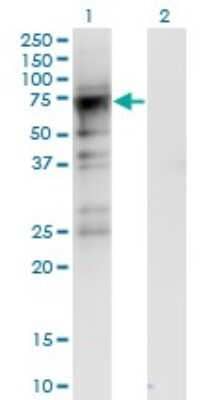 Western Blot: CDC2L6 Antibody (8B6) [H00023097-M06]