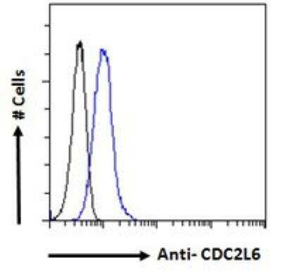 Flow Cytometry: CDC2L6 Antibody [NBP2-86684]