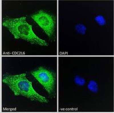 Immunocytochemistry/ Immunofluorescence: CDC2L6 Antibody [NBP2-86684]