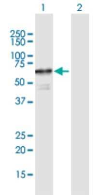 Western Blot: CDC2L6 Antibody [H00023097-B01P]