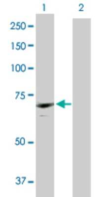 Western Blot: CDC2L6 Antibody [H00023097-D01P]