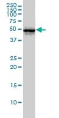 Western Blot: CDC37 Antibody (3C7) [H00011140-M01]