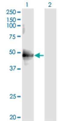 Western Blot: CDC37 Antibody (3C7) [H00011140-M01]