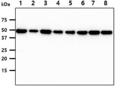 Western Blot: CDC37 Antibody (3G7)BSA Free [NBP2-59466]