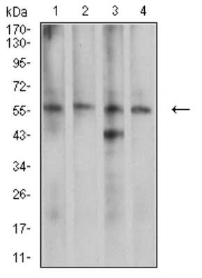Western Blot: CDC37 Antibody (6B3B5)BSA Free [NBP2-61731]