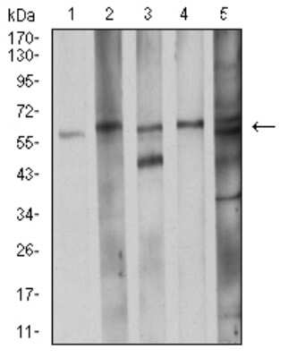 Western Blot: CDC37 Antibody (6B3B7)BSA Free [NBP2-61730]