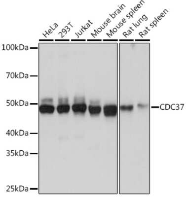 Western Blot: CDC37 Antibody (6X0A3) [NBP3-16442]